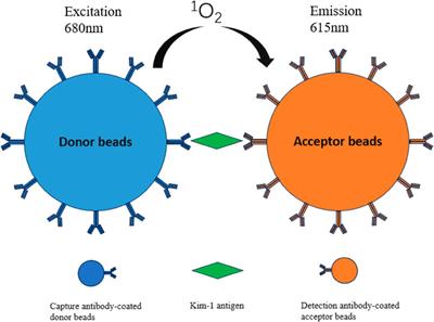 Development and application of an amplified luminescent proximity homogeneous assay-linked immunosorbent assay for the accurate quantification of kidney injury molecule-1